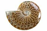 Polished Cretaceous Ammonite (Cleoniceras) Fossil - Madagascar #305900-1